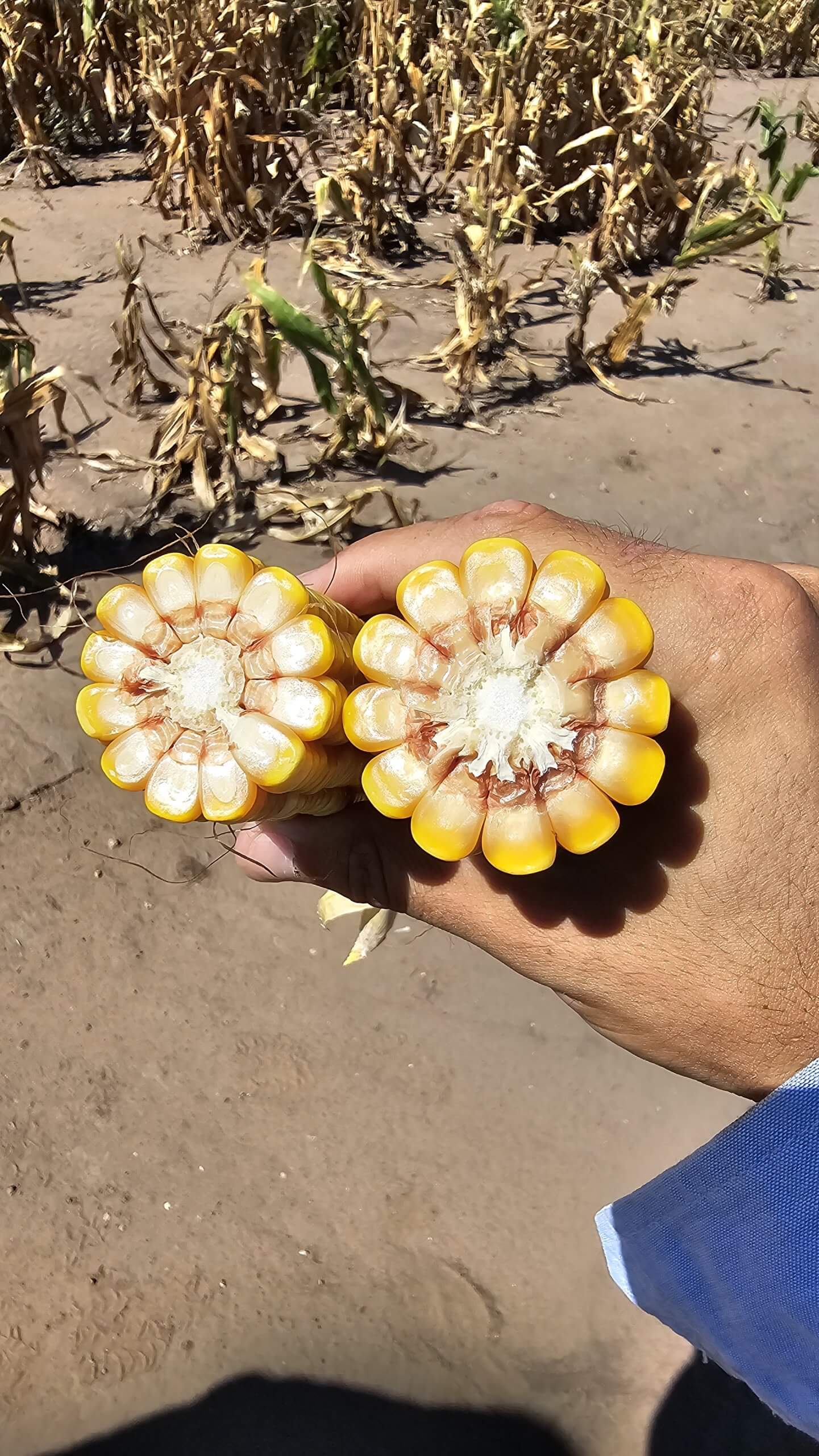 Espiga maiz comparacion taamano Megaphos vs solido scaled