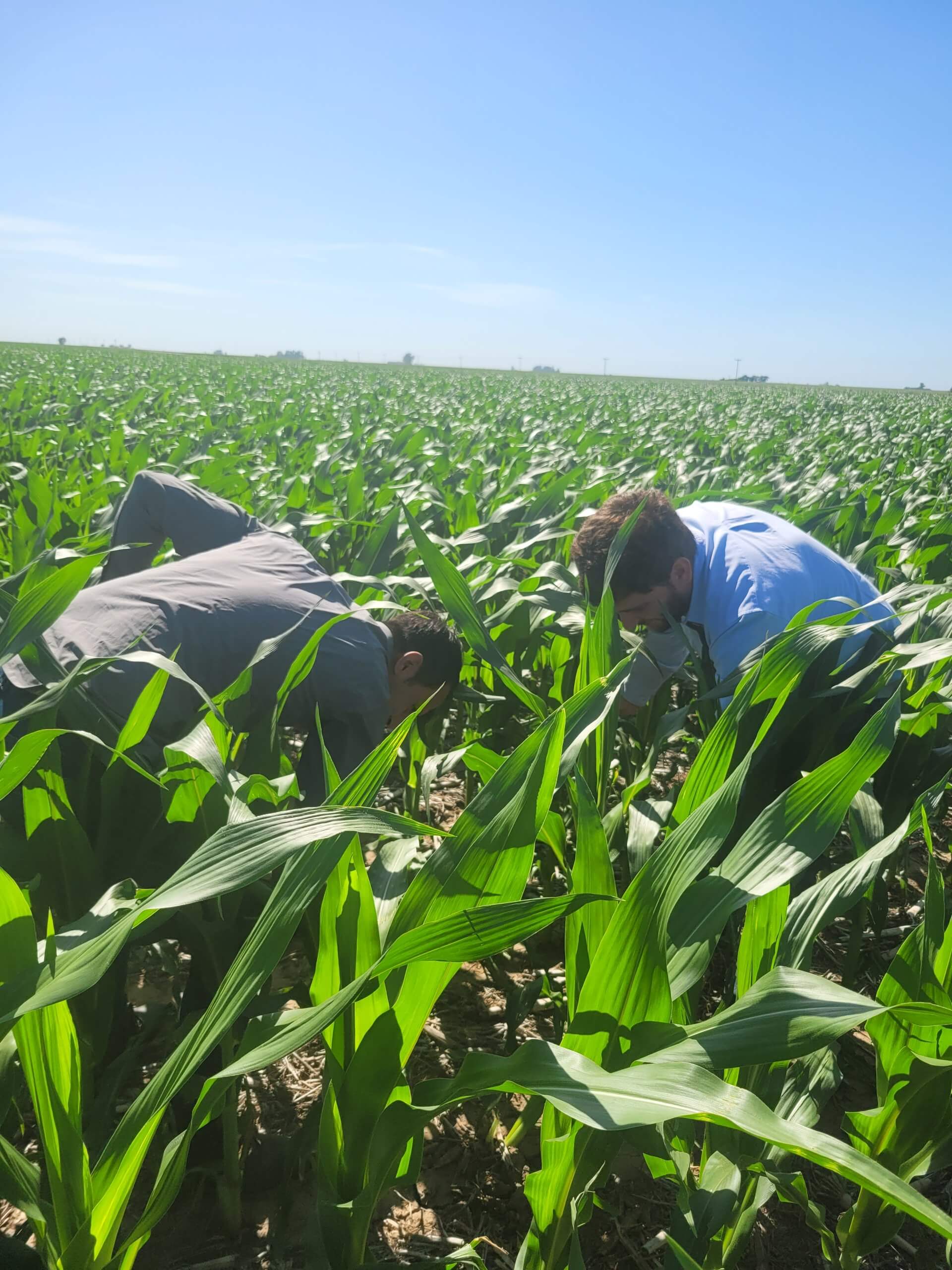 Maiz Cordoba 2023 3 scaled