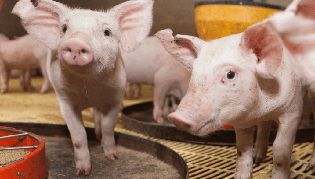 cerdos lechones sagyp