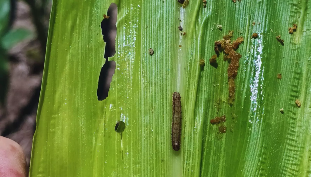 Alerta en el maíz: el norte de Santa Fe ya sufre ataques tempranos de gusanos cogolleros