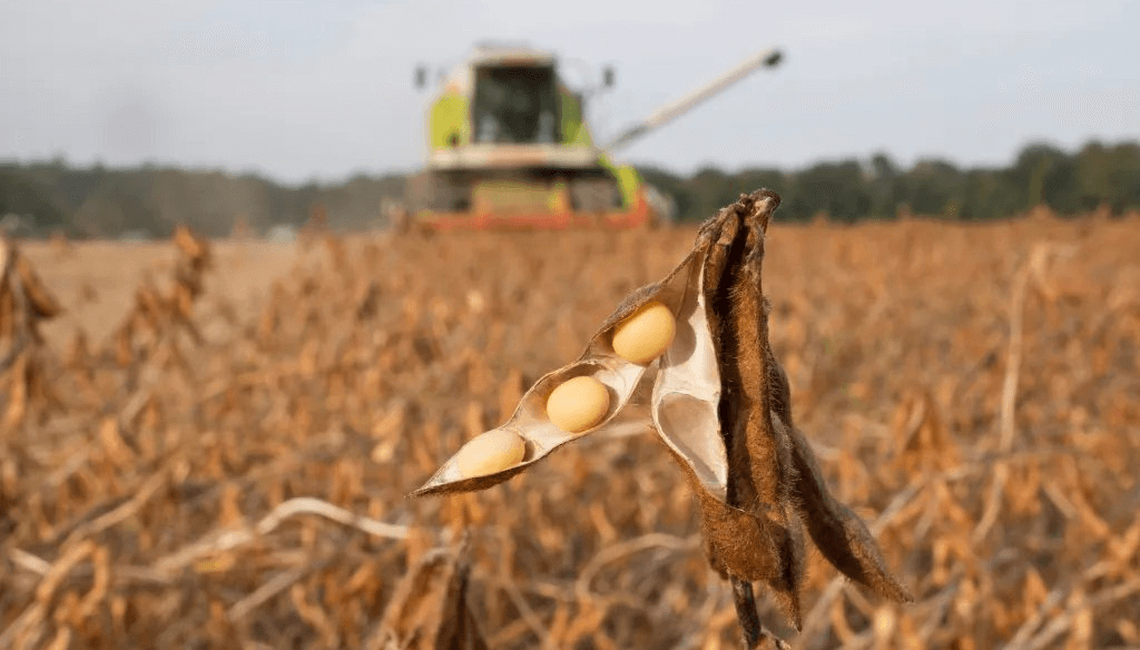 poroto soja cosechadora fauba