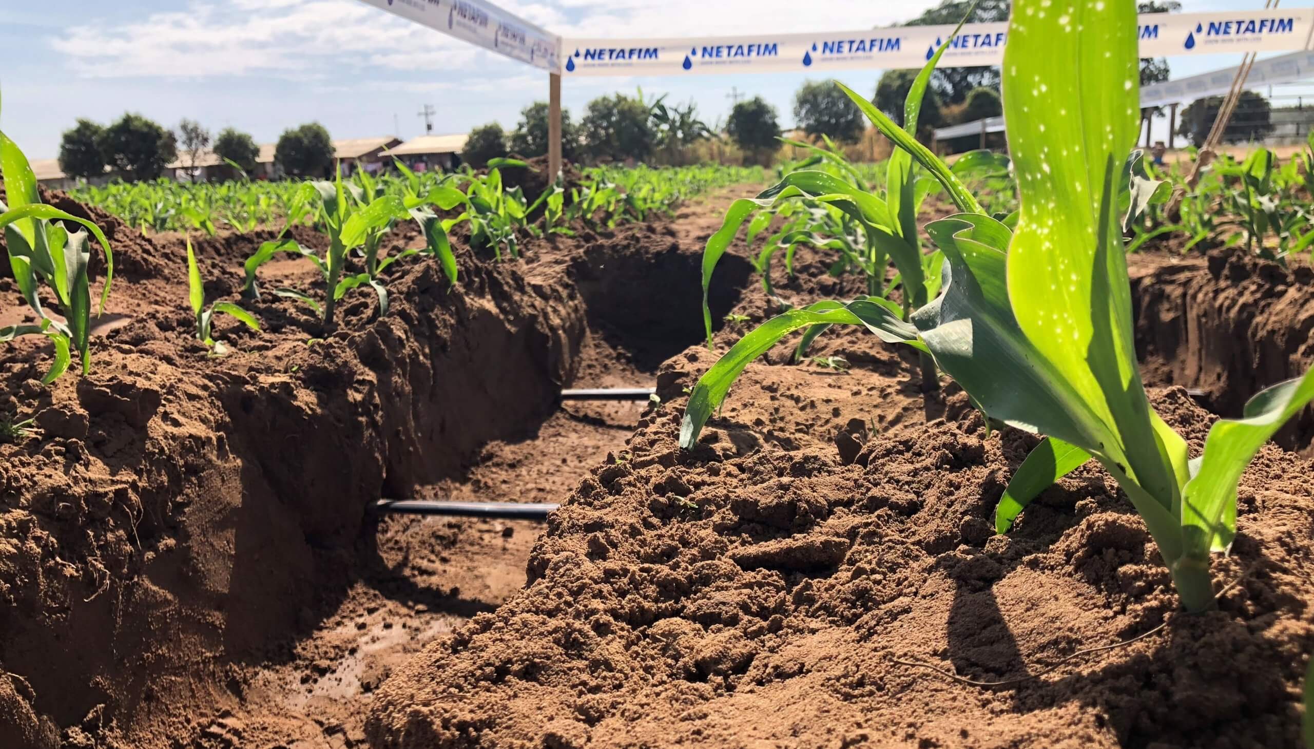 riego subterraneo netafim scaled