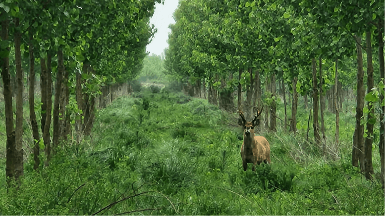 El Delta del Paraná se restaura con especies nativas: ya plantaron más de 600 ejemplares 1 1