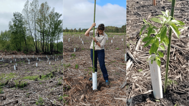 El Delta del Paraná se restaura con especies nativas: ya plantaron más de 600 ejemplares 2 4