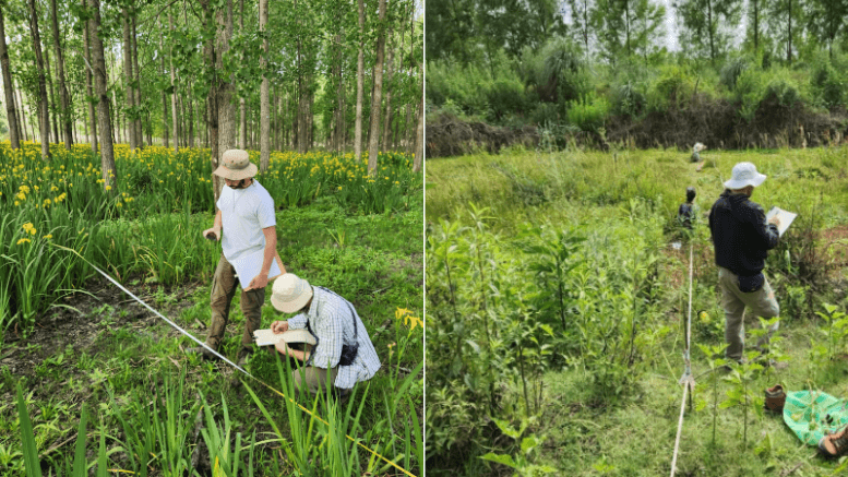 El Delta del Paraná se restaura con especies nativas: ya plantaron más de 600 ejemplares 3 5