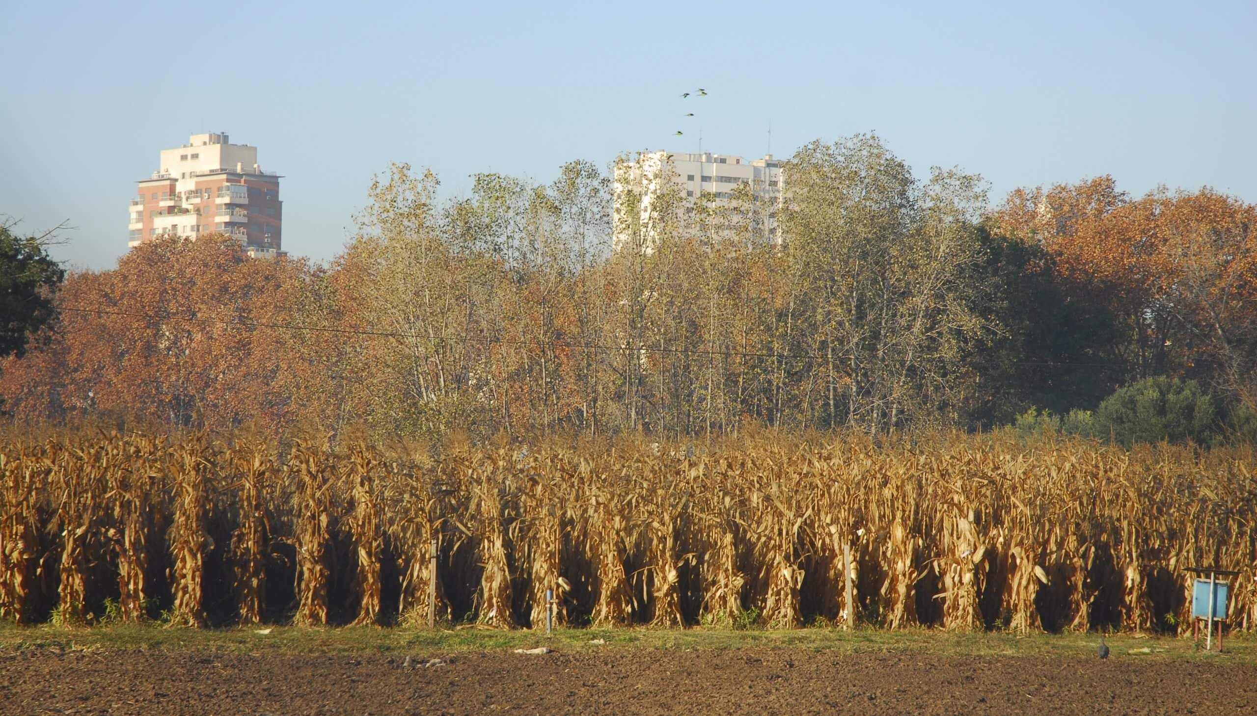 Campo Catedra de Semillas y edificios 03 scaled e1762267333784