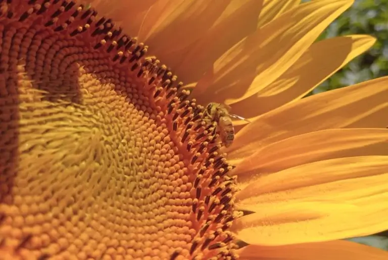 Florece el rendimiento en girasol: híbridos "adaptados" logran 30% más productividad en San Luis 1 GIRASOL SL