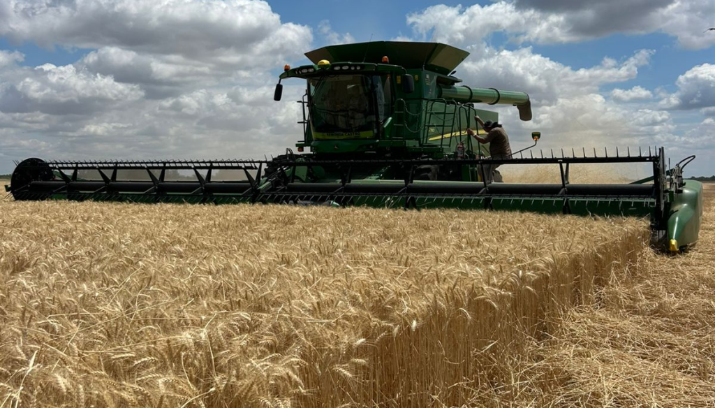 La cosecha de trigo avanza y se consolida una campaña histórica: un récord de 24,5 millones de toneladas La cosecha de trigo avanza y se consolida una campaña histórica: un récord de 24,5 millones de toneladas