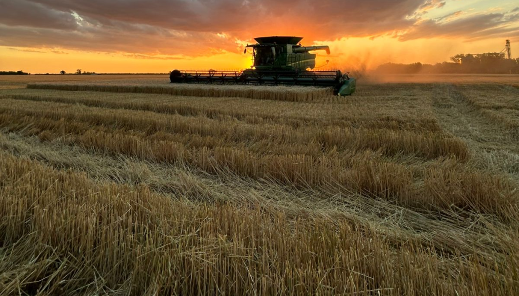 cosecha trigo ocaso florencia ricca