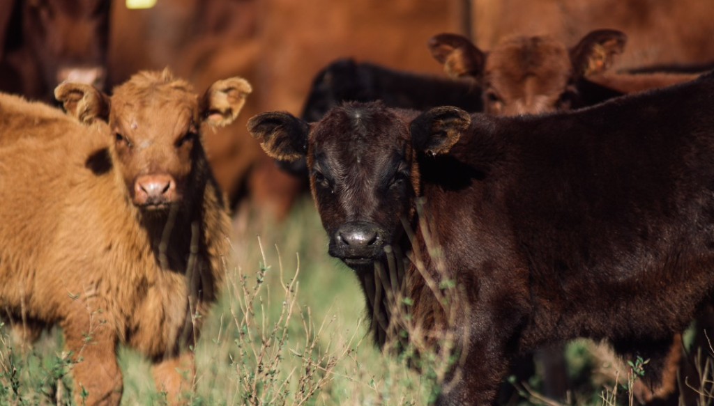 ¿Cuándo durará el “boom” ganadero?: “Quedan por lo menos 2 años más tan buenos como este”