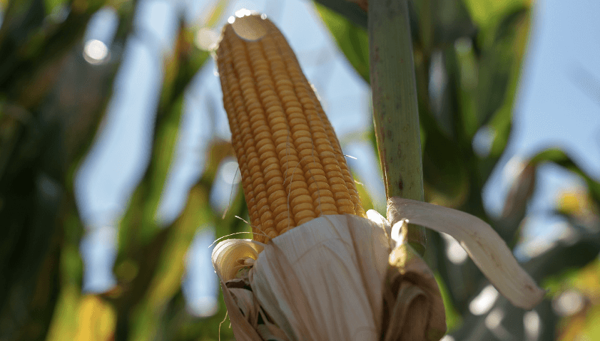 maiz supra semillas