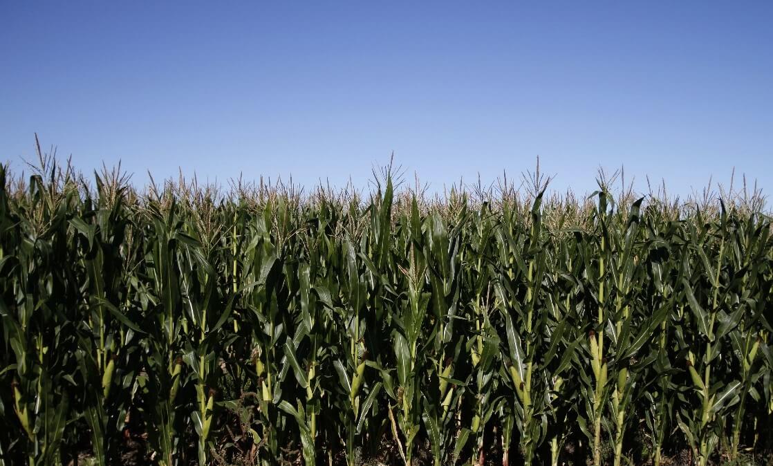 planta maiz