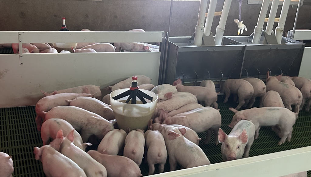 produccion porcina cerdos aguilar benitez