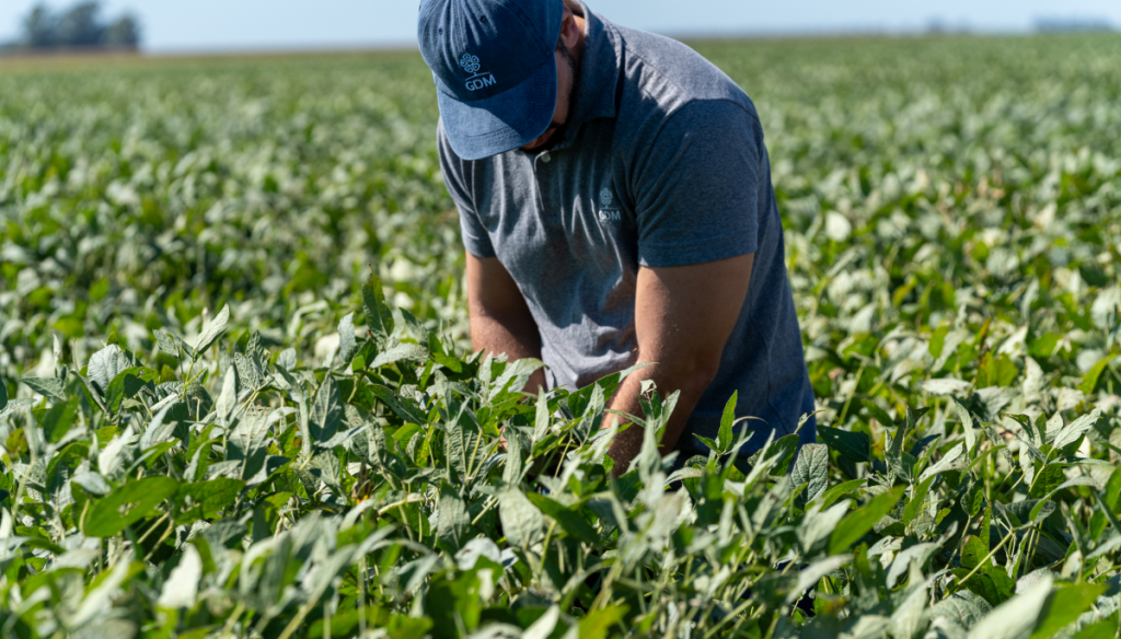 soja bunge gdm productor asesor