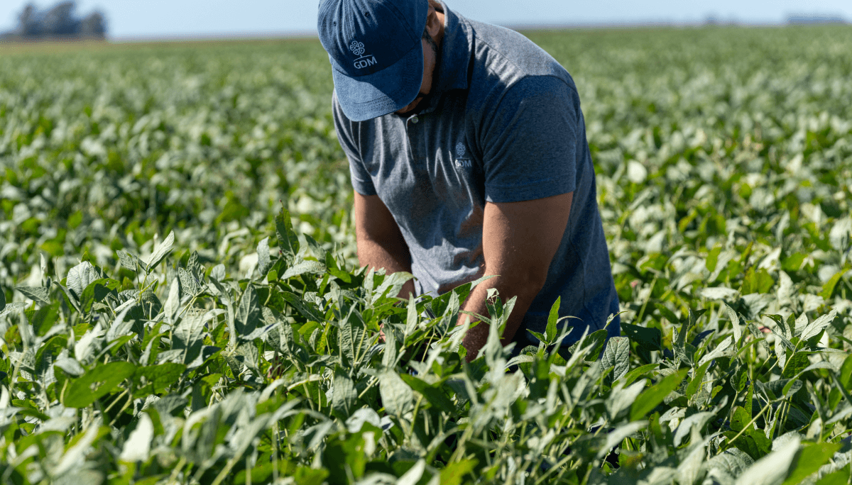 soja bunge gdm productor asesor