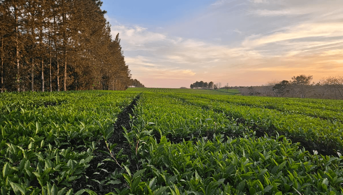 De Misiones al mundo: llega el primer té argentino con baja huella de  carbono | Infocampo