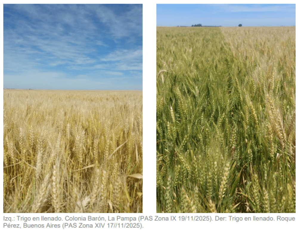trigo la pampa