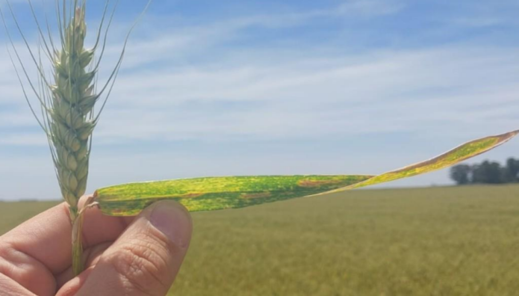 trigo llenando grano la pampa