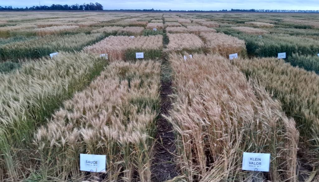 Trigo: “En mis 20 años en el INTA, nunca vi una campaña con este nivel de desarrollo y sanidad”