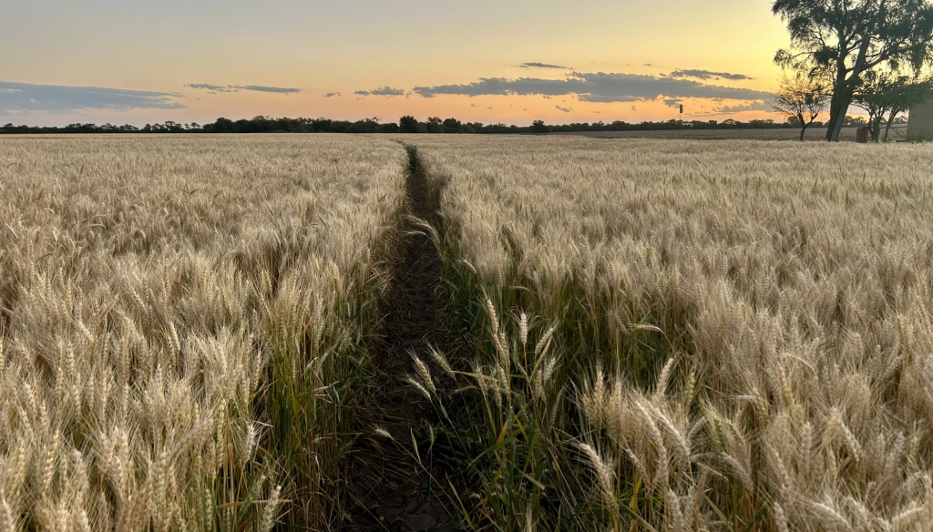 trigos mario aguilar benitez
