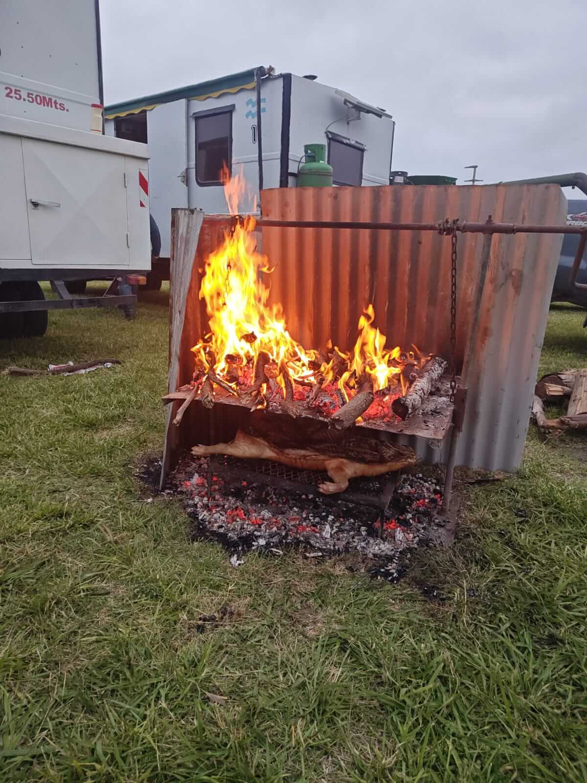 CANELLO Cordero navideno