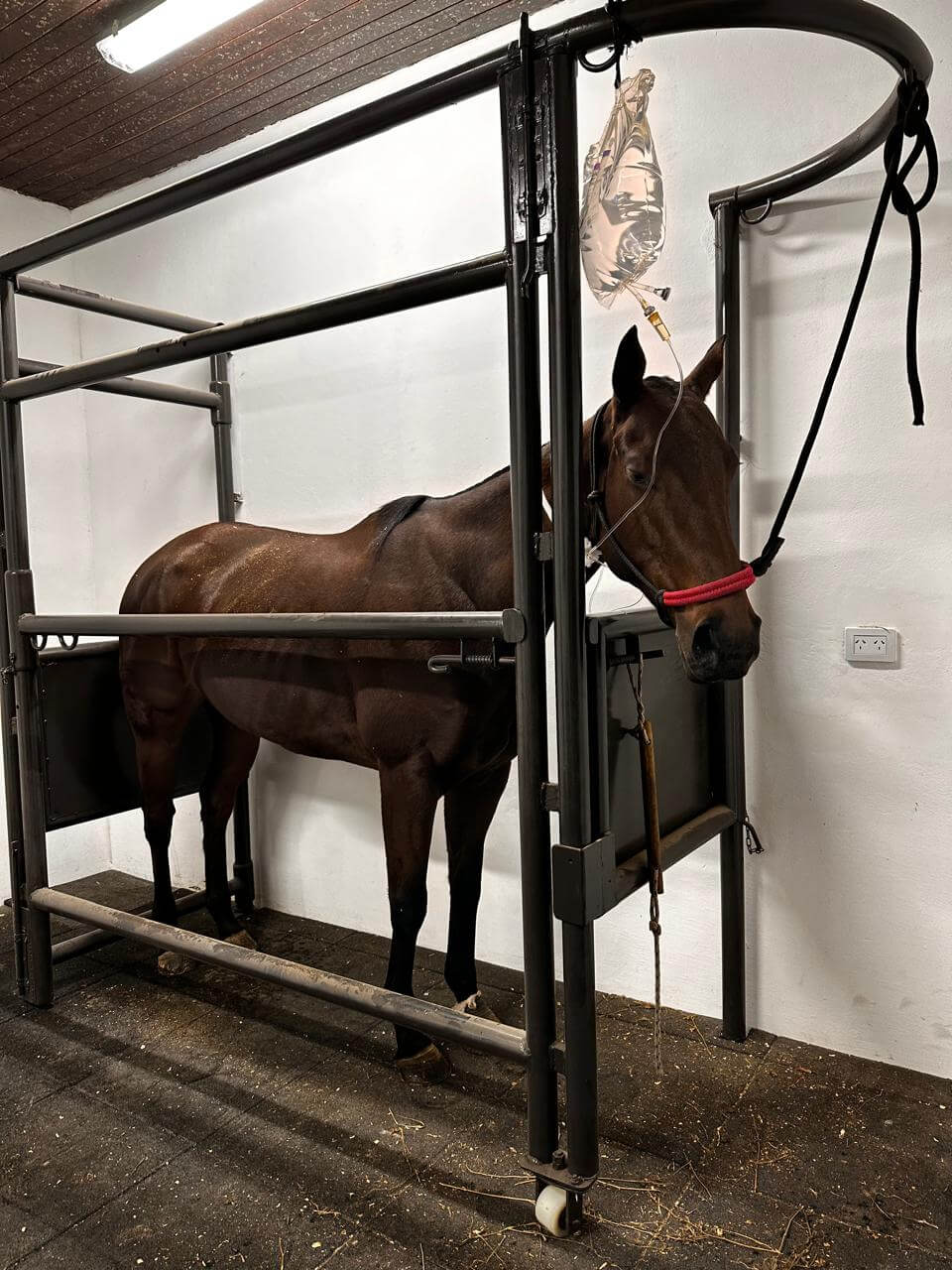 Caballo siendo atendido