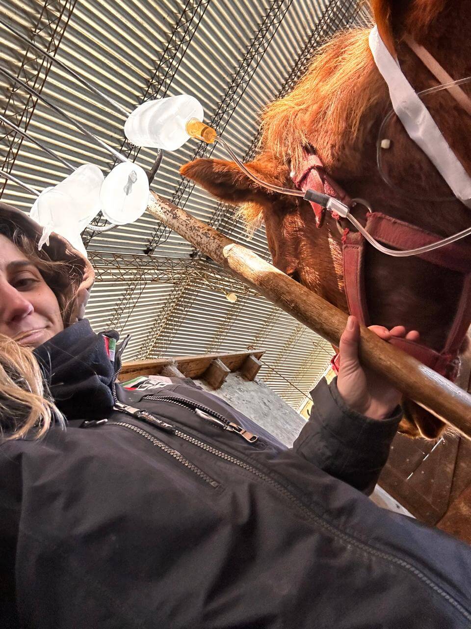 INDIANA y CABALLO pasando suero