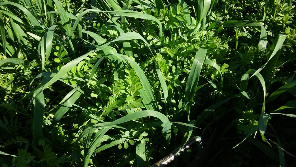 Primera fecha de secado