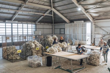 Procesamiento de fibras naturales en el campo Morro Chico de la familia Gallie en Santa Cruz Argentina. Credito Celine Frers