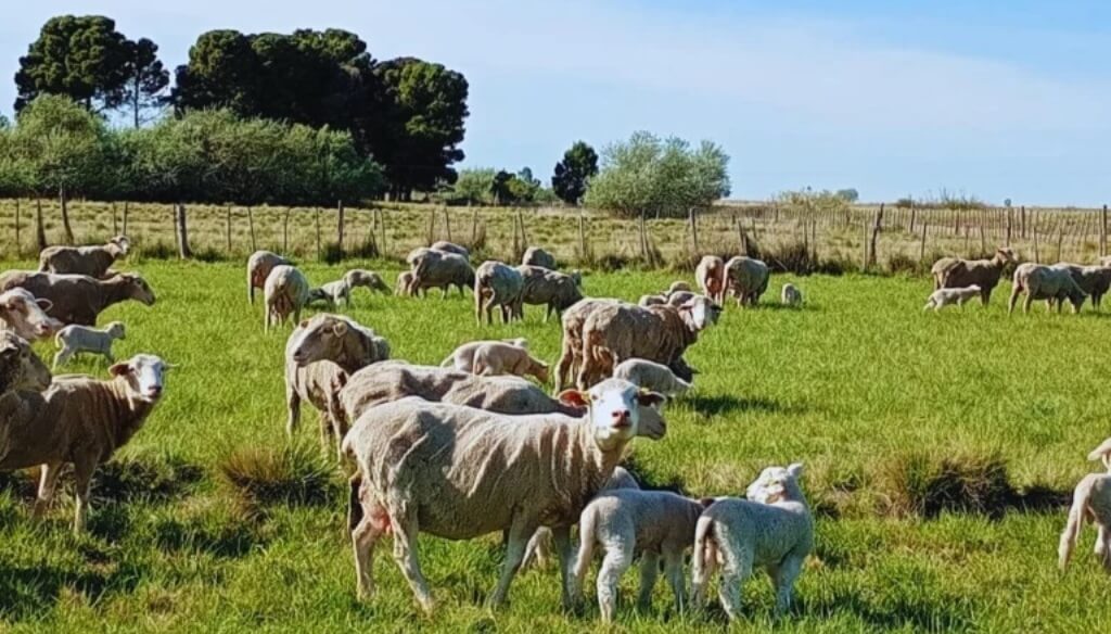 Raza ovina 1 768x514 1