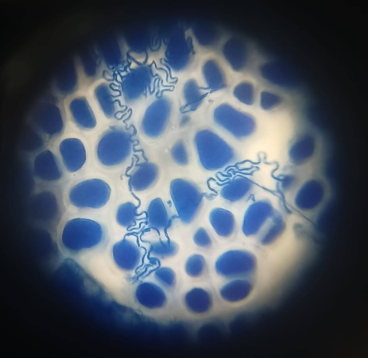 WhatsApp Image 2025 12 17 at 8.33.38 AM 2