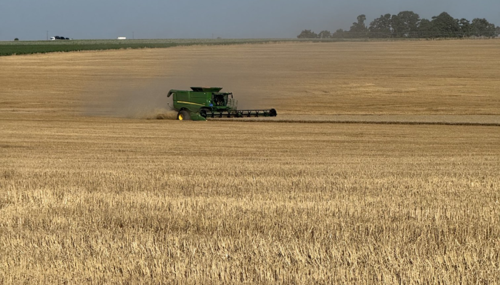cosecha trigo pecoaz
