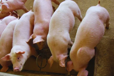 efluentes porcinos 2 768x514.jpg