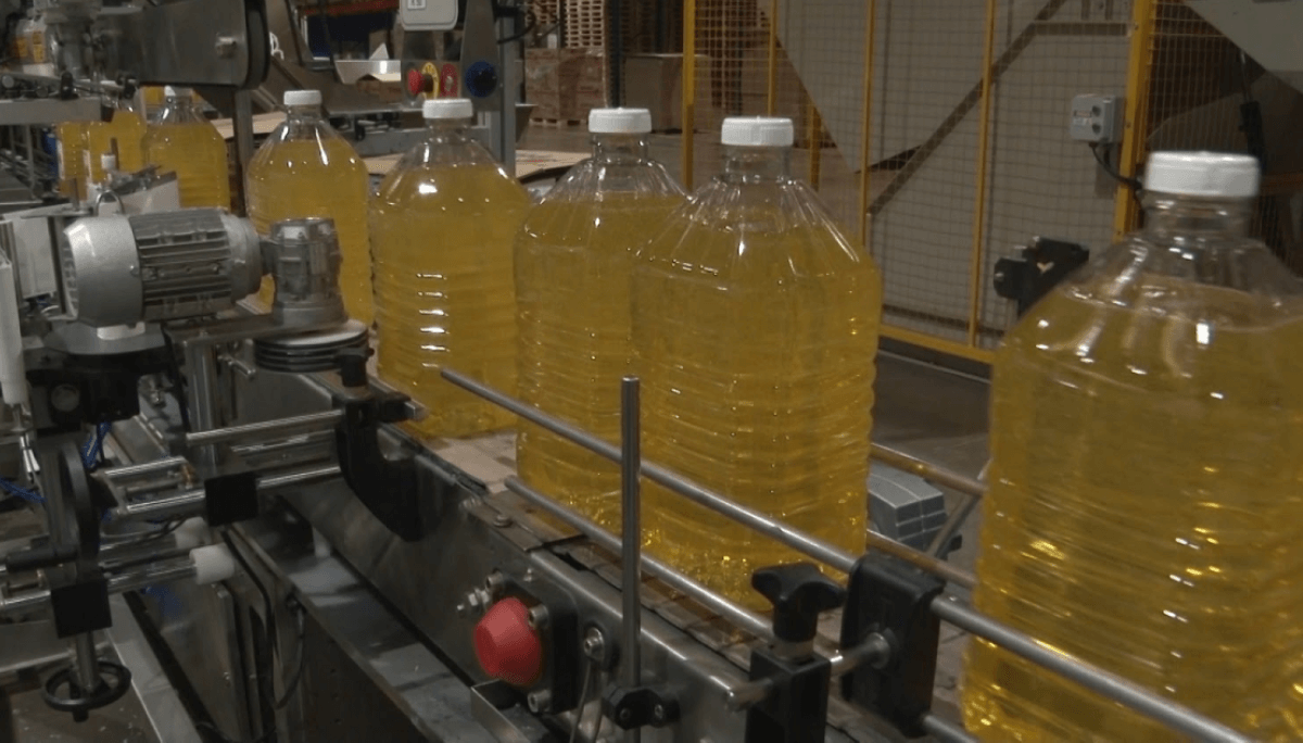 molienda aceite girasol