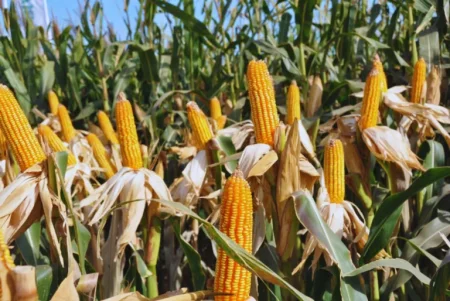 nanofertilizantesd 1 768x514.jpg