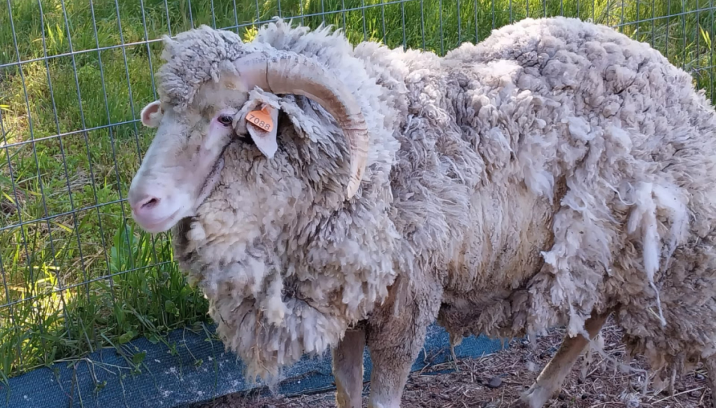 En la Patagonia preocupan los brotes de sarna ovina y piden a SENASA extremar la prevención En la Patagonia preocupan los brotes de sarna ovina y piden a SENASA extremar la prevención
