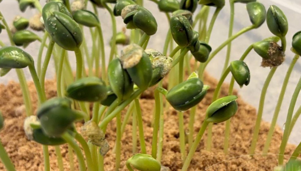 soja analisis poder germinativo
