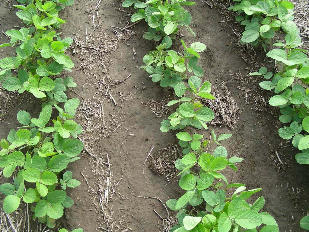 ¿Cuándo conviene secar los cultivos de cobertura?: un estudio reveló su impacto en la soja 3 soja sin CC