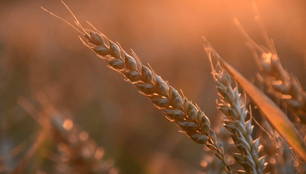 Peso hectolítrico y proteína: ¿qué muestran los primeros análisis de calidad del trigo 2025/26? 4 trigo bcr news