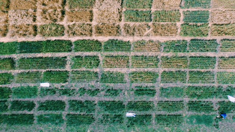 trigo cronogen parcelas