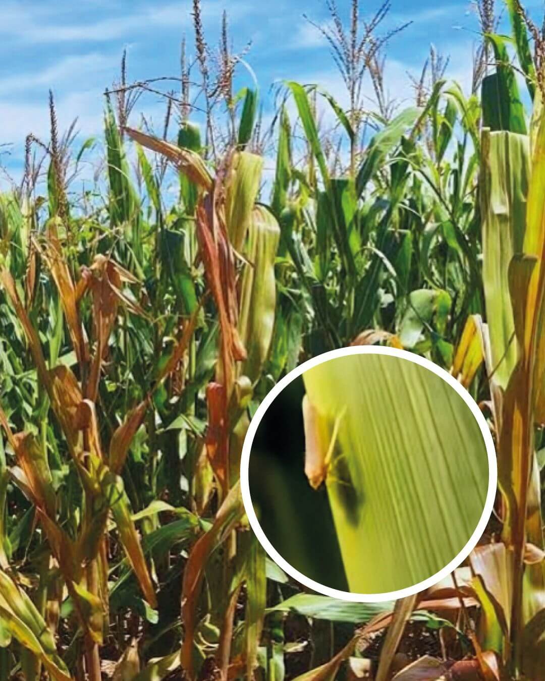 6ab2eddf 1fcf 4f81 8da9 f73853d61d40