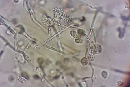 ADN MAIZ 2 768x514.jpg