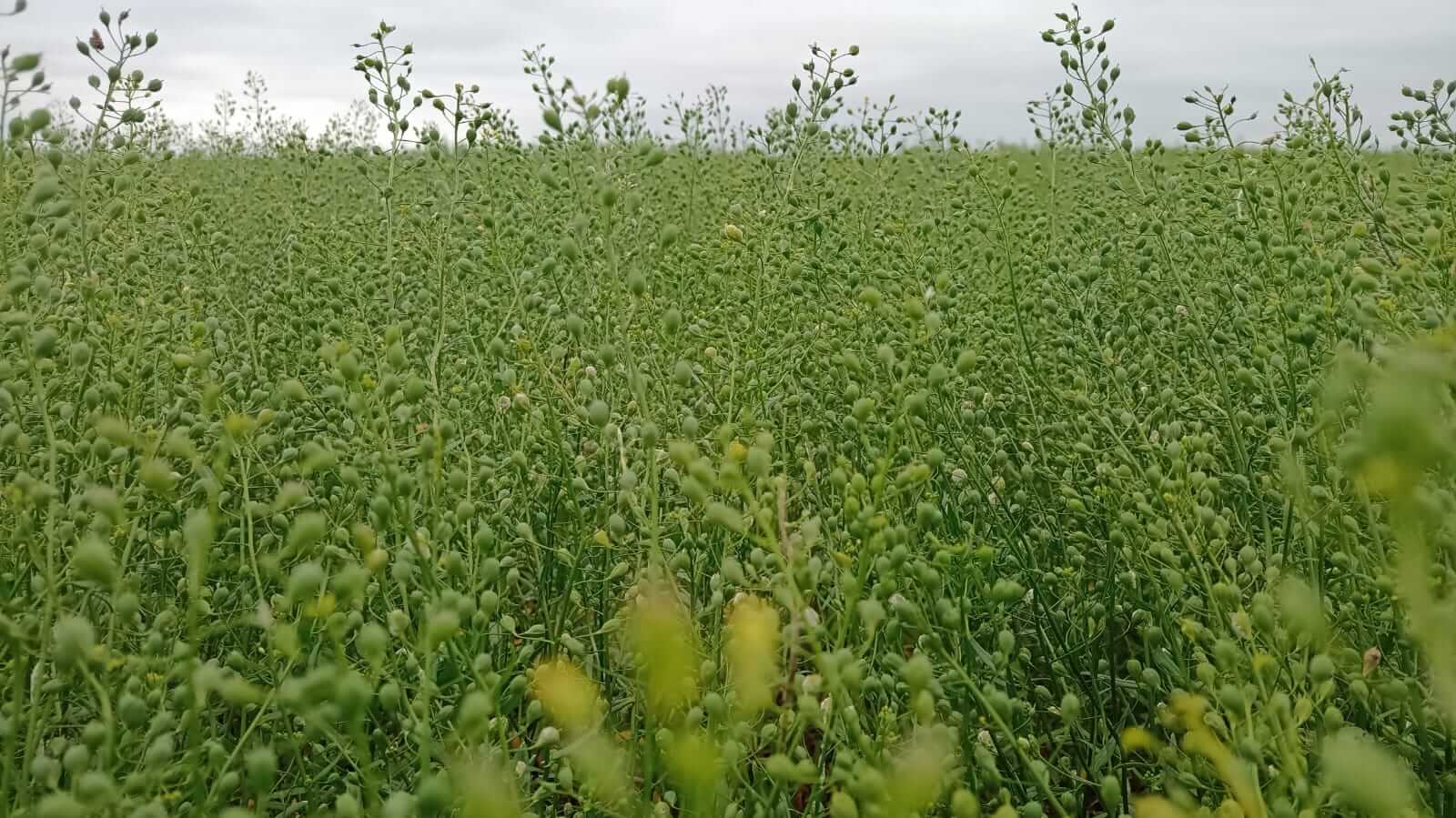 Camelina.jpg