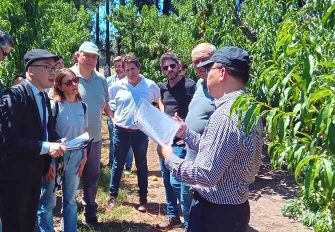 China fruta carozo 2