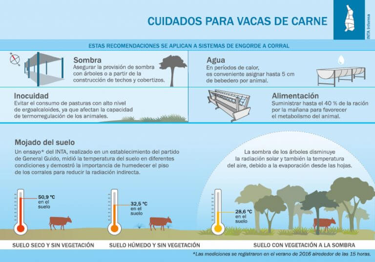 Cuidados para evitar el impacto del calor en bovinos infografia 768x537 1