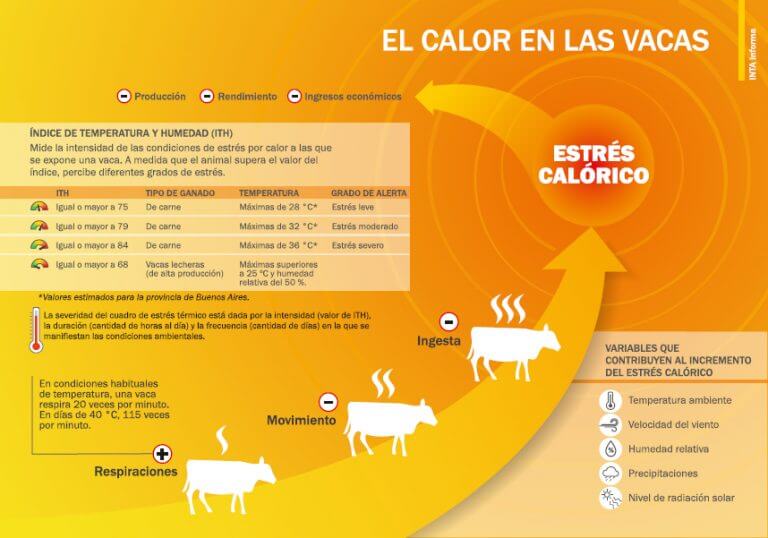 El efecto del calor en las vacas infografia 768x538 1
