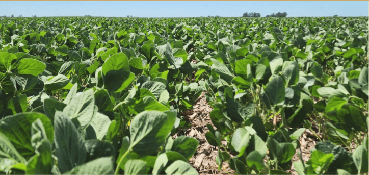 Estivales 724x1024 1