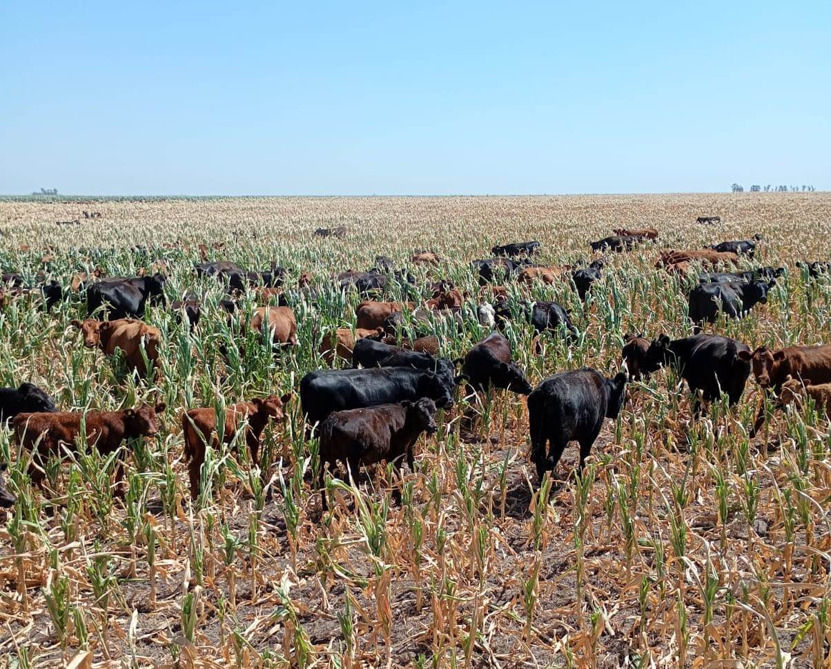 WhatsApp Image 2026 01 22 at 8.32.46 PM