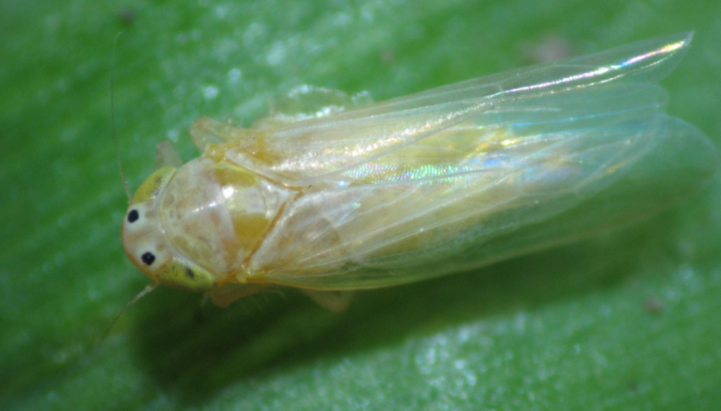 chicharrita primer plano