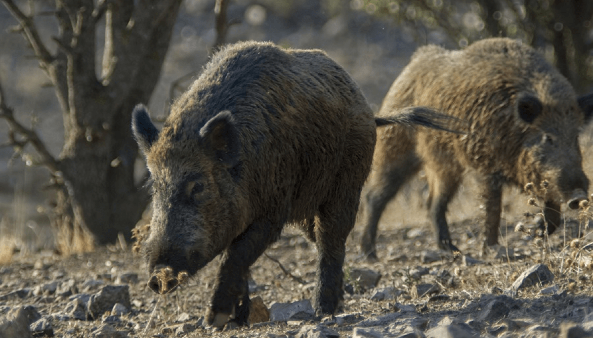 jabalies peste porcina